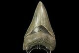Serrated, Fossil Megalodon Tooth - Dagger! #78208-1